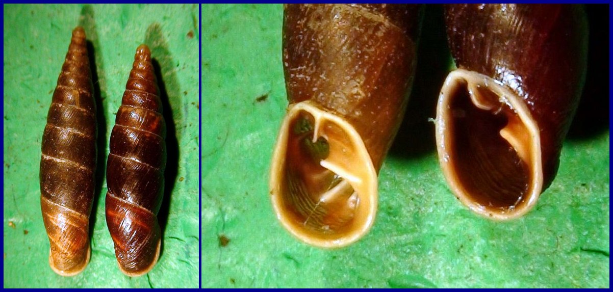 A proposito di Clausilia ligurica Pini, 1884